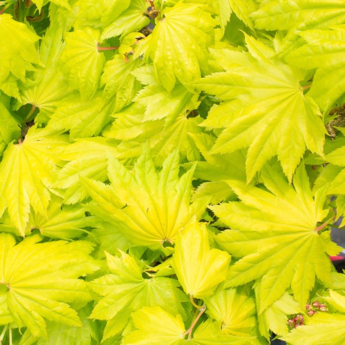 Erable du Japon ou Acer shirasawanum ‘Aureum’ au printemps