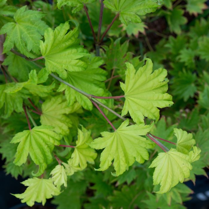 Erable du Japon ou Acer shirasawanum ‘Aureum’