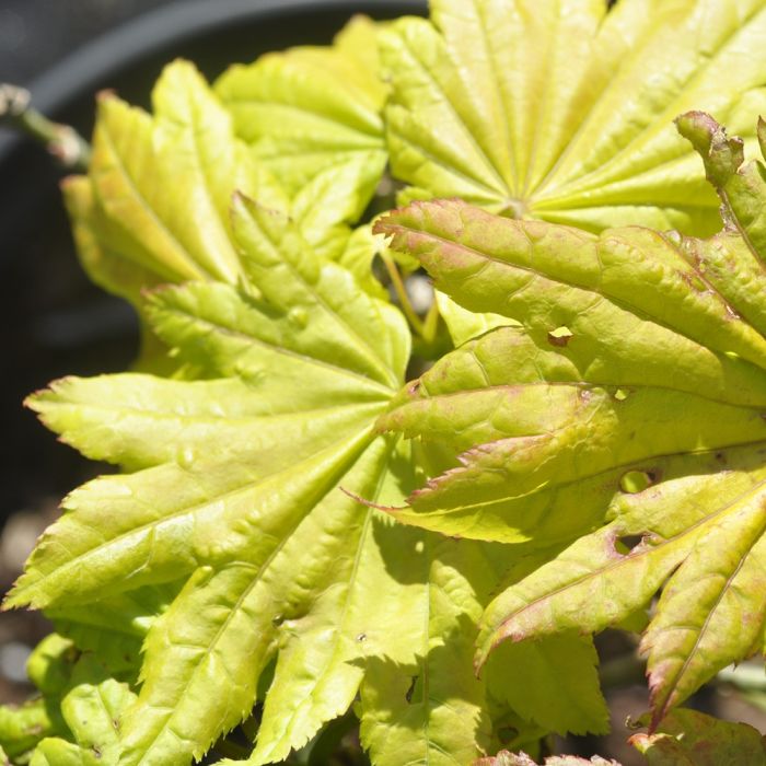 Erable du Japon ou Acer shirasawanum ‘Aureum’ en automne