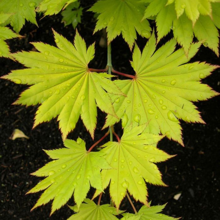 Erable du Japon ou Acer shirasawanum ‘Aureum’