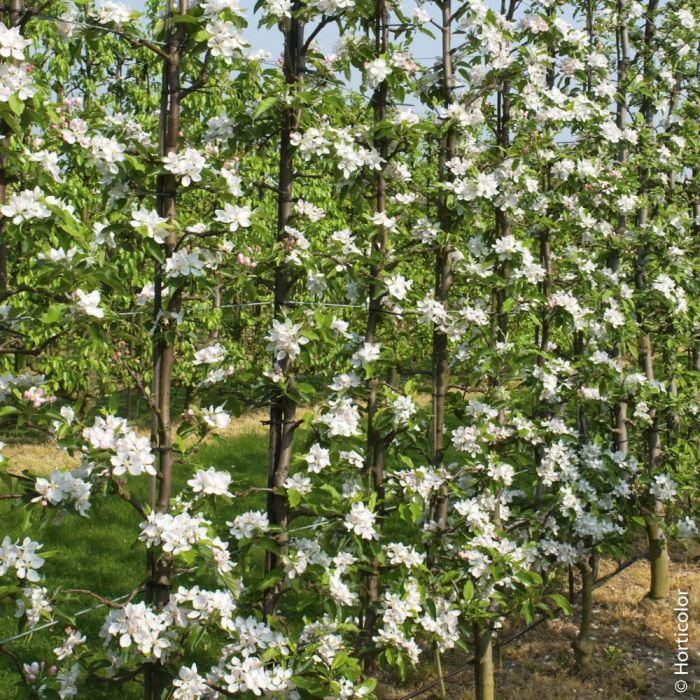 Pommier Golden Delicious en fleurs