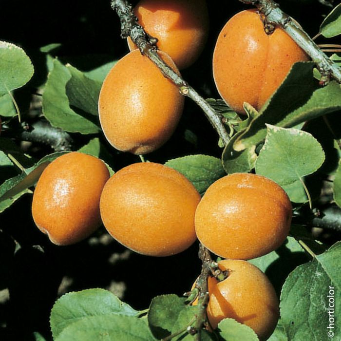 Abricotier nain GARDEN APRIGOLD ®