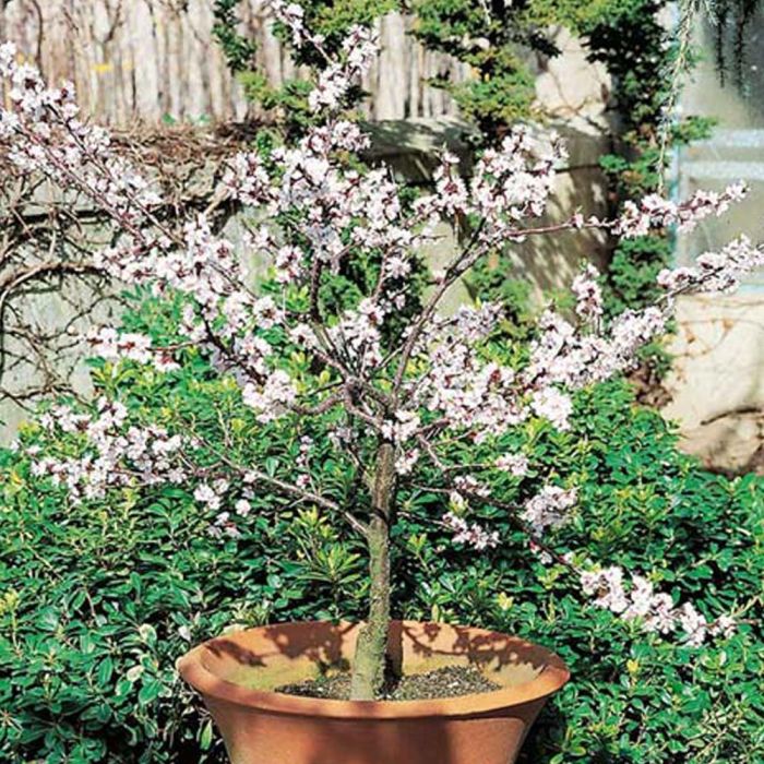 Abricotier nain GARDEN APRIGOLD ®