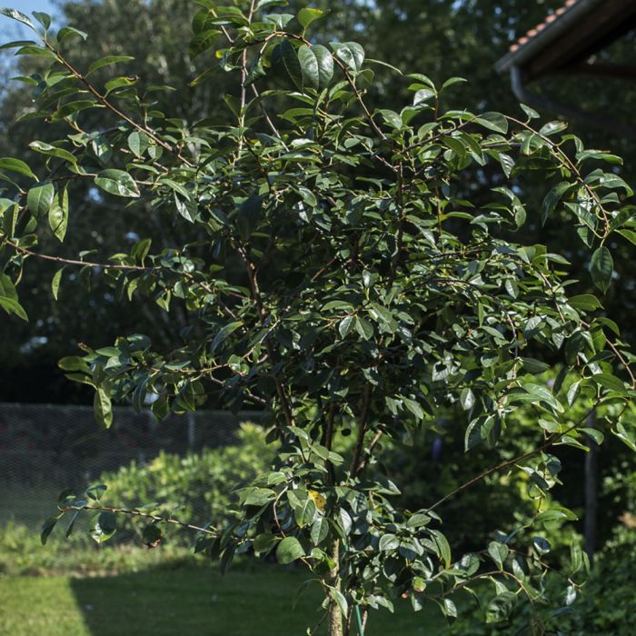 Cerisier nain CHERRY BABY ® ‘Porthos’ gamme FRUITALITY ®