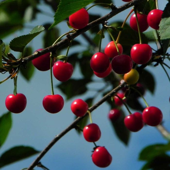 Cerisier nain CHERRY BABY ® ‘Porthos’ gamme FRUITALITY ®