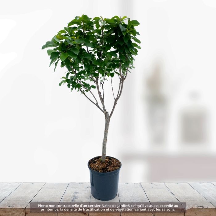 Cerisier Nain de jardins® Chérie Cherry