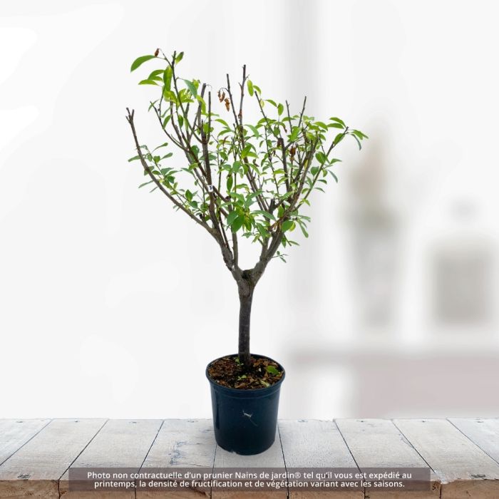 Prunier Nain de jardins® Prunella