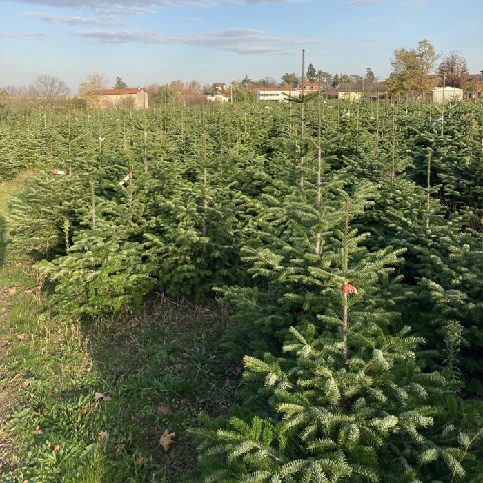 Sapin de Noël coupé Nordmann