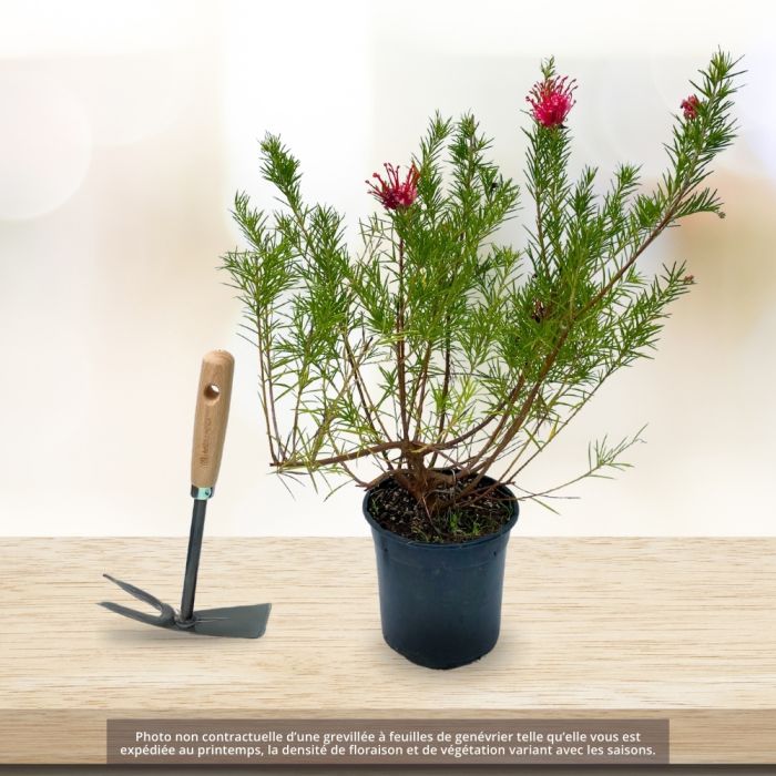 Grevillea juniperina ou grevillée à feuilles de genévrier