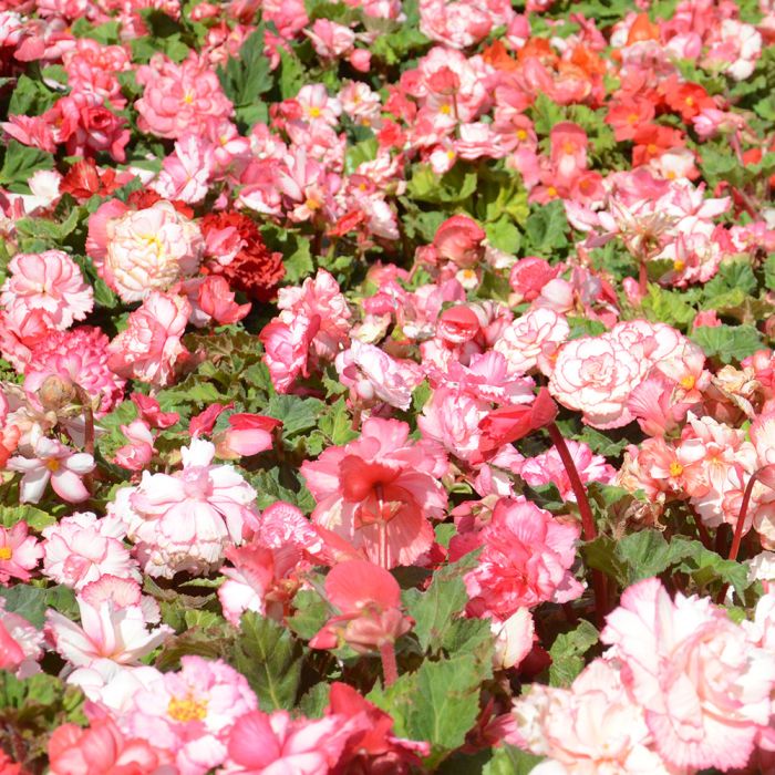 Plusieurs bégonia Prima Donna Clair de Lune® 