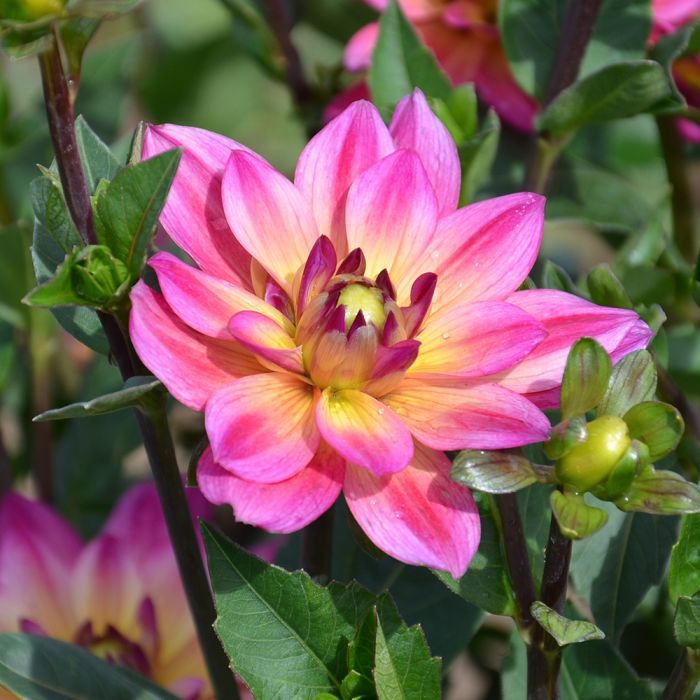 Dahlia Profusion