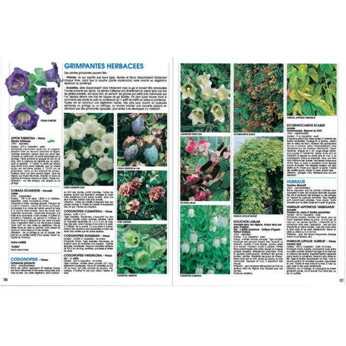 Livre plantes grimpantes