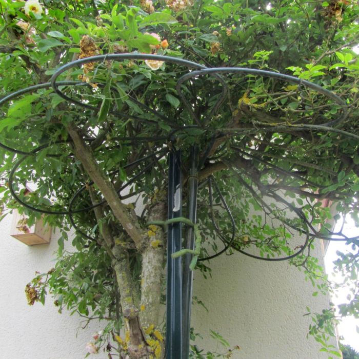 Tuteur parapluie 9 pétales pour rosier pleureur H 2.5 m