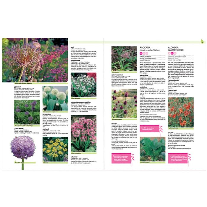 Guide des fleurs, feuillages et fruits décoratifs