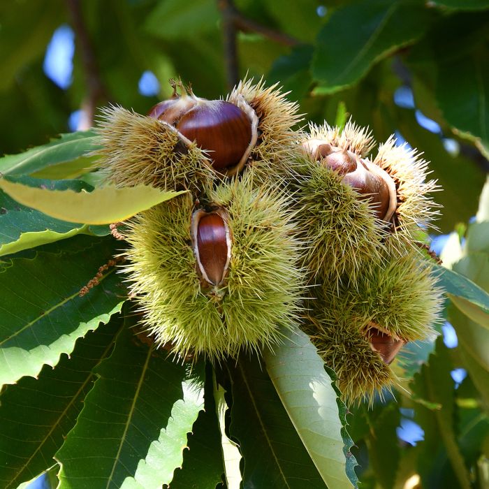 Châtaignier ou Castanea sativa 'Marigoule'