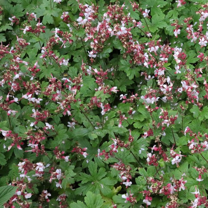 Géranium vivace Spessart