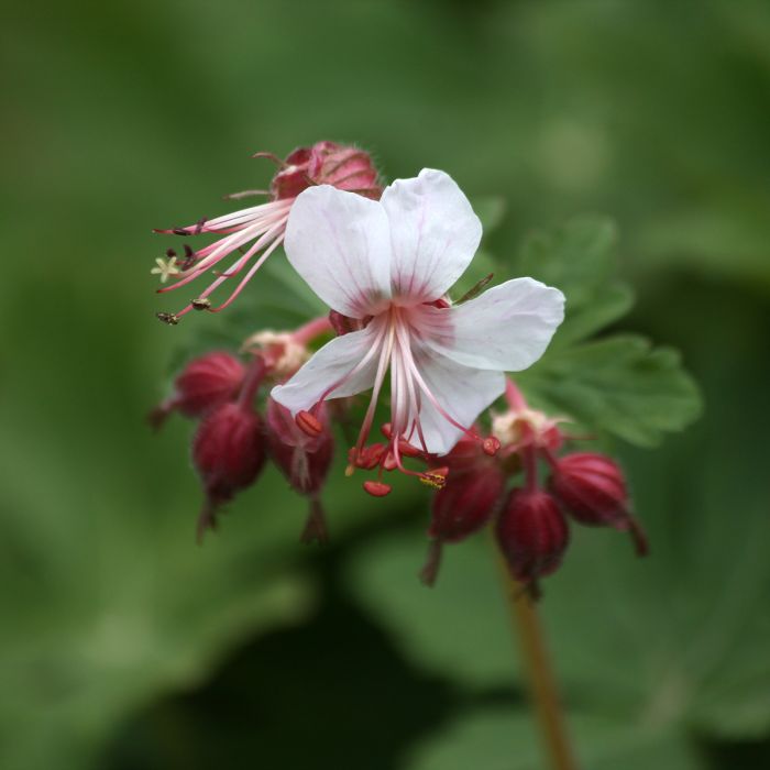 Géranium vivace Spessart