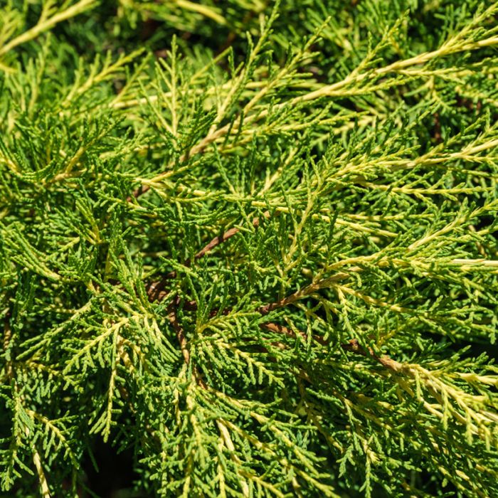 Juniperus Media Pfitzeriana Aurea