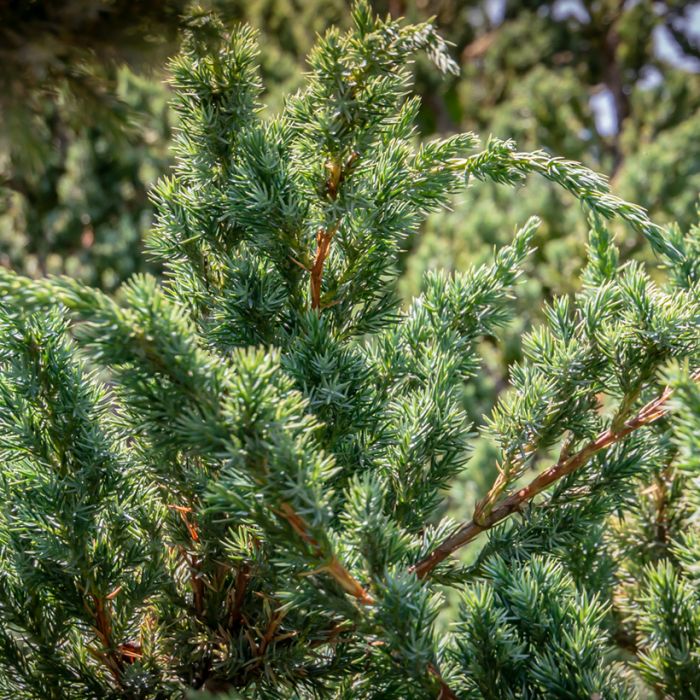 Juniperus Squamata Blue Carpet