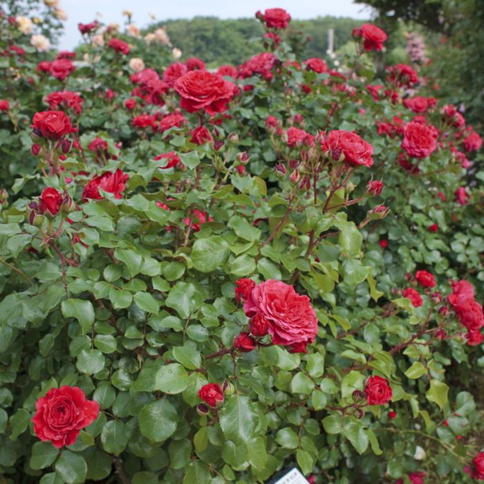 Rosier à fleurs groupées Red Leonardo da Vinci