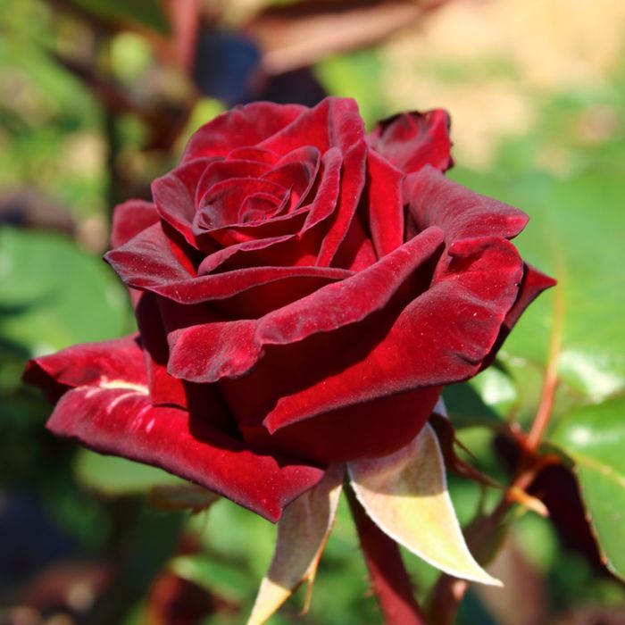 Rosier buisson Black BACCARA ® Meidebenne