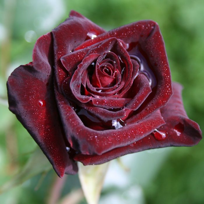 Rosier buisson Black BACCARA ® Meidebenne