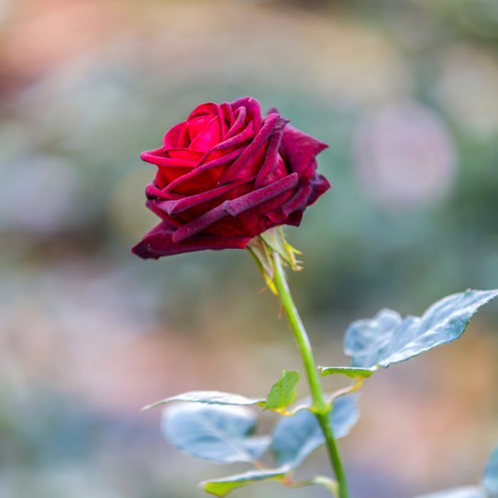 Rosier buisson Black BACCARA ® Meidebenne