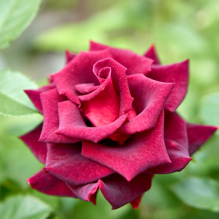 Rosier buisson Black BACCARA ® Meidebenne