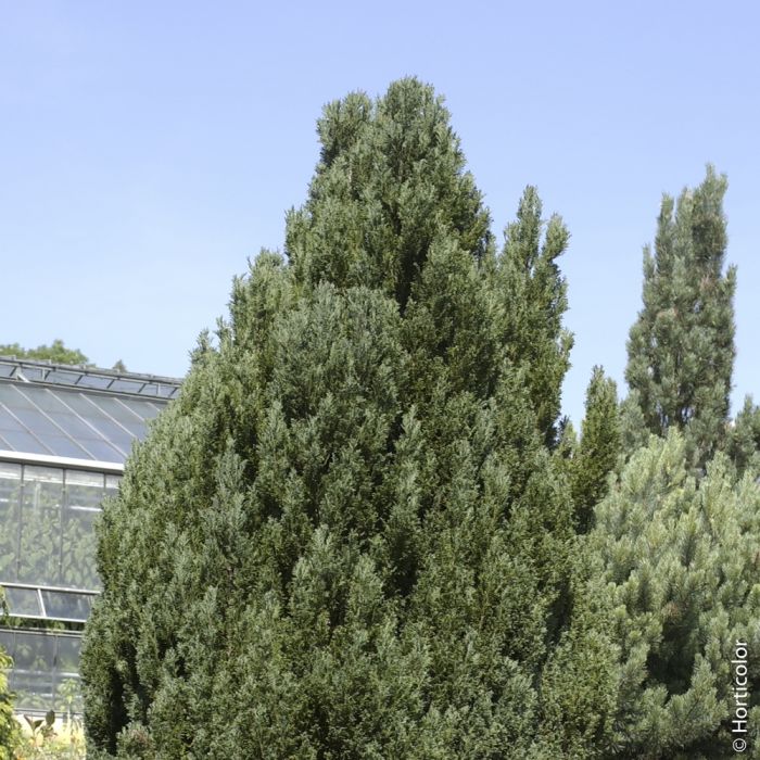 Faux cyprès de Lawson d’Ellwood ou Chamaecyparis lawsoniana ‘Ellwoodii’