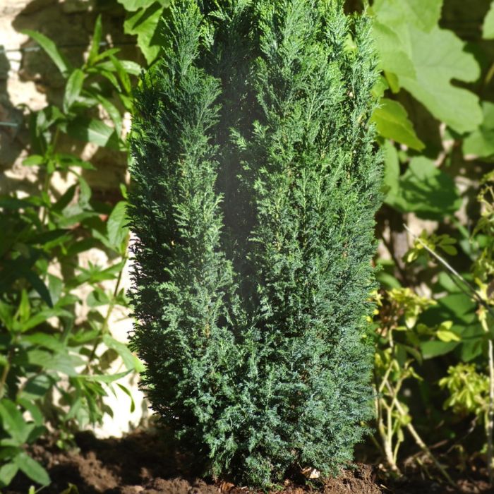 Faux cyprès de Lawson d’Ellwood ou Chamaecyparis lawsoniana ‘Ellwoodii’