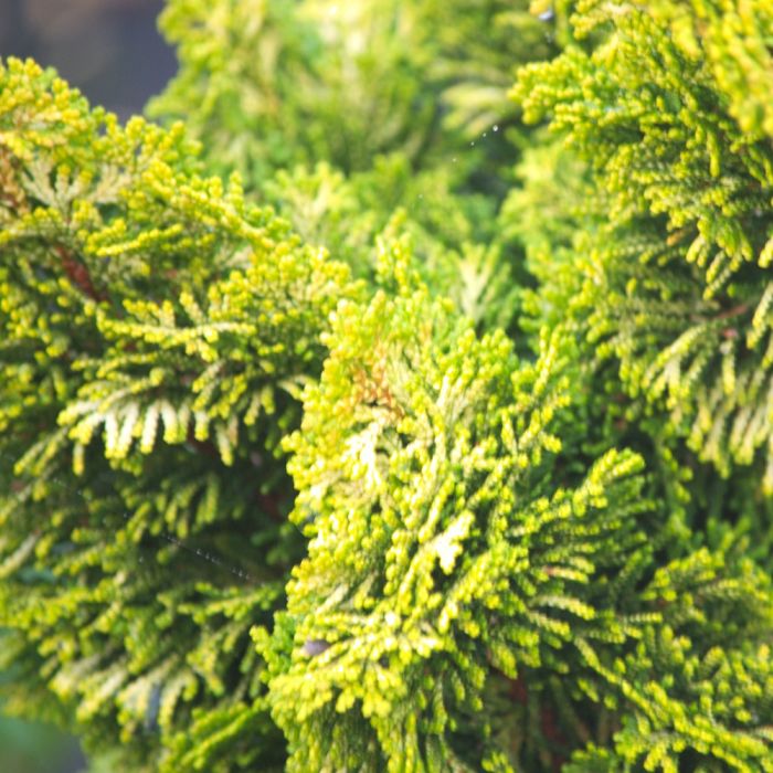 Faux cyprès Hinoki du Japon doré ou Chamaecyparis obtusa ‘Aurora’