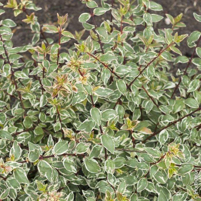 Abélia panaché ou Abelia grandiflora SPARKLING SILVER ®