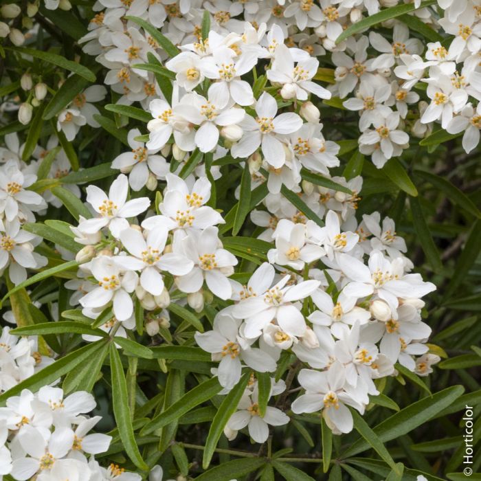 Oranger du Mexique ou Choisya ternata ‘Aztec Pearl’