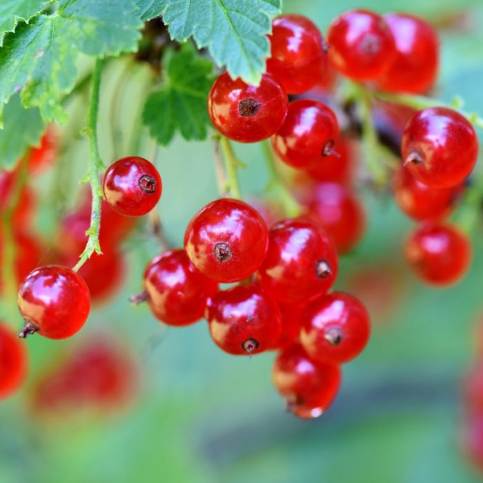 Groseillier à grappes ou Ribes rubrum ‘Jonkheer Van Tets’