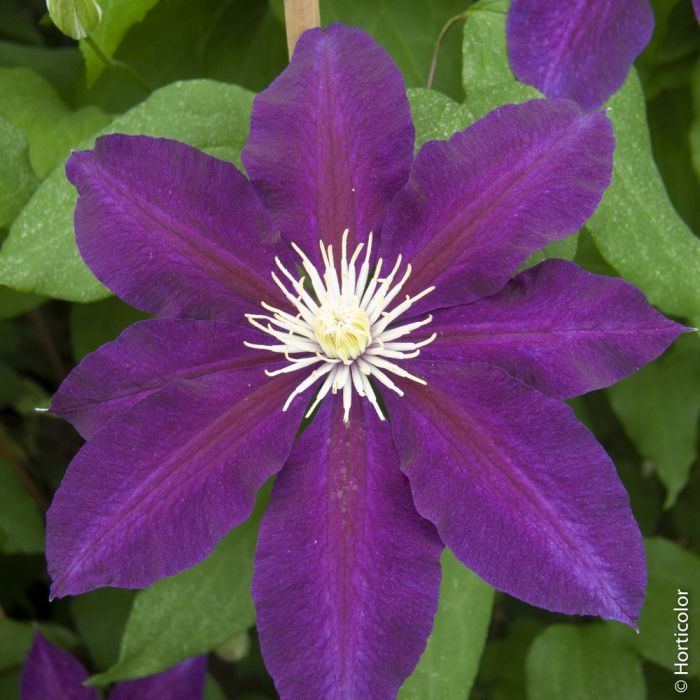 Clématite ou Clematis X ‘The Vagabond’ détail de la fleur