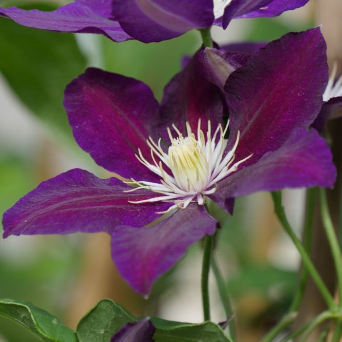 Clématite ou Clematis X ‘The Vagabond’ détail de la fleur