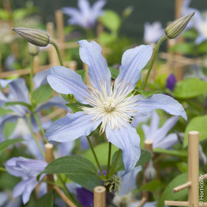 Clematis integrifolia BLUE RIVER ® ‘Zoblueriver’ détail de la fleur