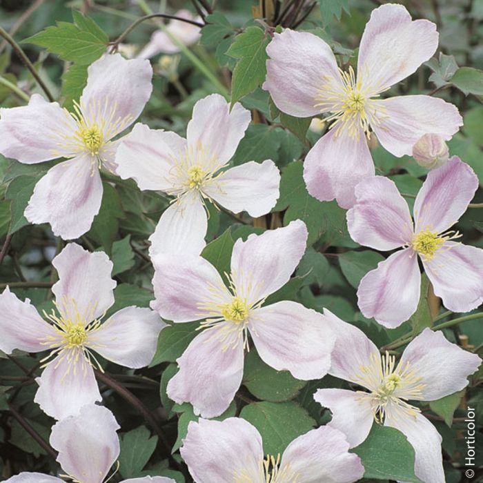 Clématite des montagnes ou Clematis montana GIANT STAR ® ‘Gistar’ à grandes fleurs