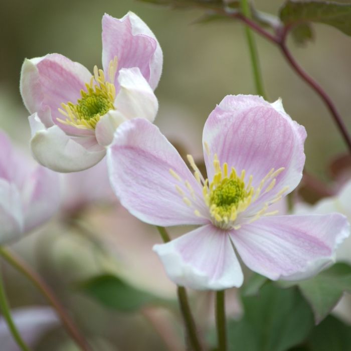Clématite des montagnes ou Clematis montana GIANT STAR ® ‘Gistar’ détail des fleurs