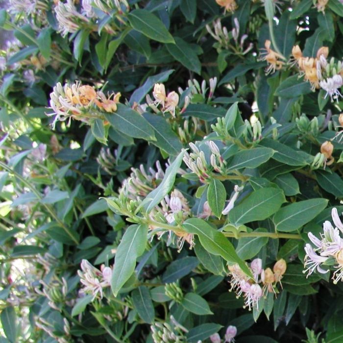 Chèvrefeuille, Lonicera periclymenum CAPRILIA ® Ever ‘Inov42’