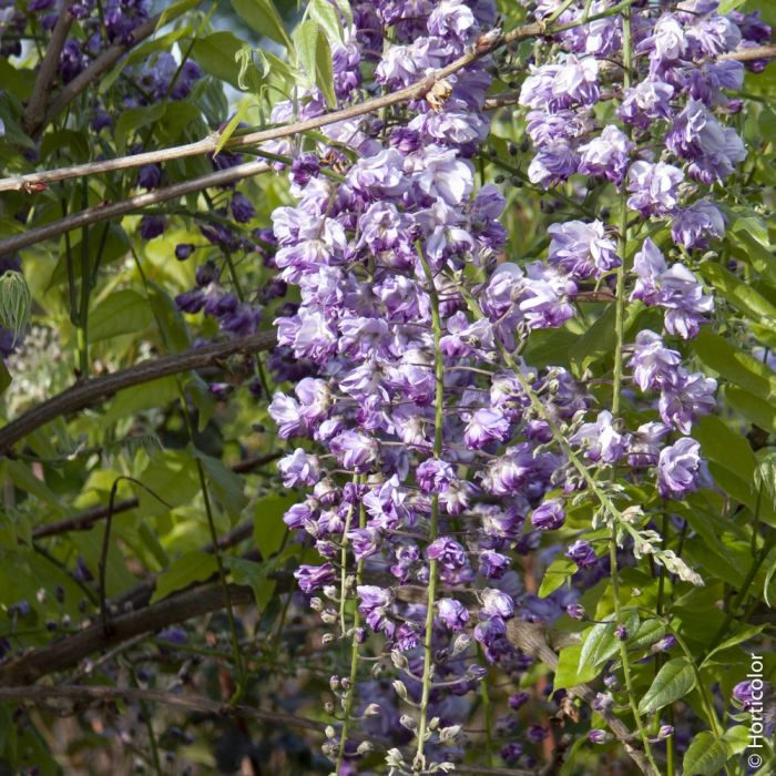 Wisteria floribunda 'Violacea Plena', détail des fleurs