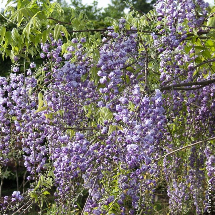 Glycine du Japon 'Violacea Plena' en situation