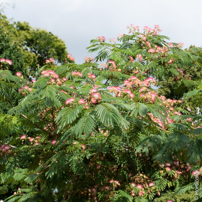 Albizia julibrissin Meilland Richardier