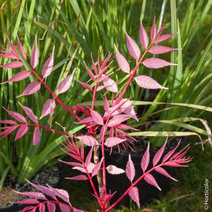 Cedrela sinensis 'Flamingo', détail des jeunes feuilles