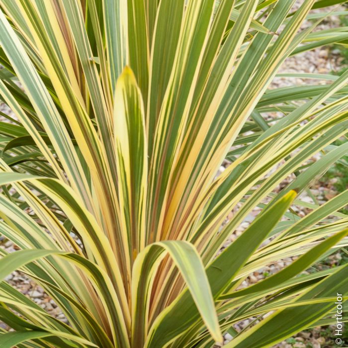 Cordyline australis Torbay Dazzler, détail du feuillage