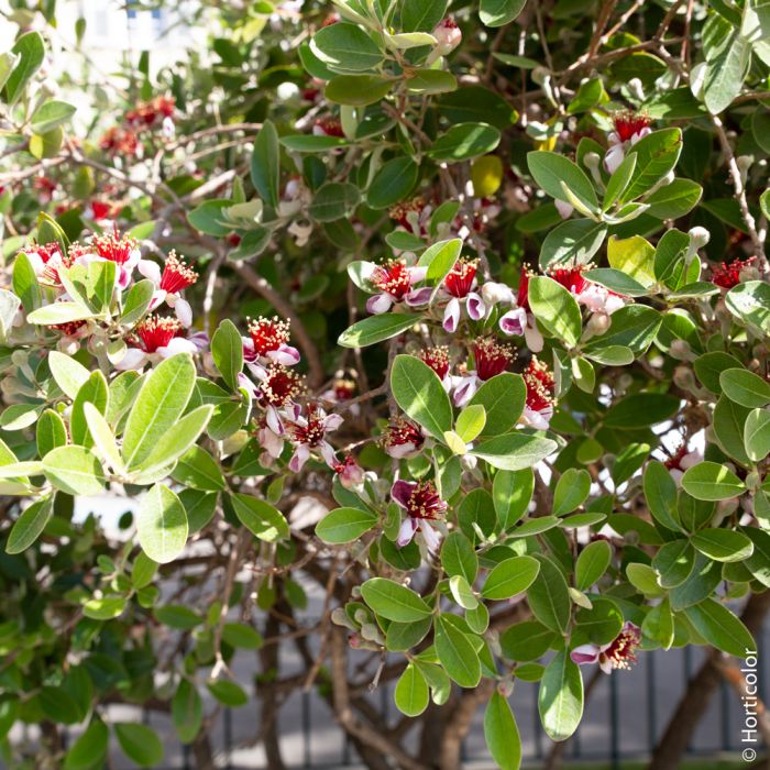 Goyavier du Brésil, Acca sellowiana, feijoa en situation