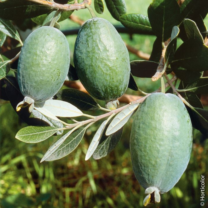 Goyavier du Brésil, Acca sellowiana, Feijoa, détail des fruits