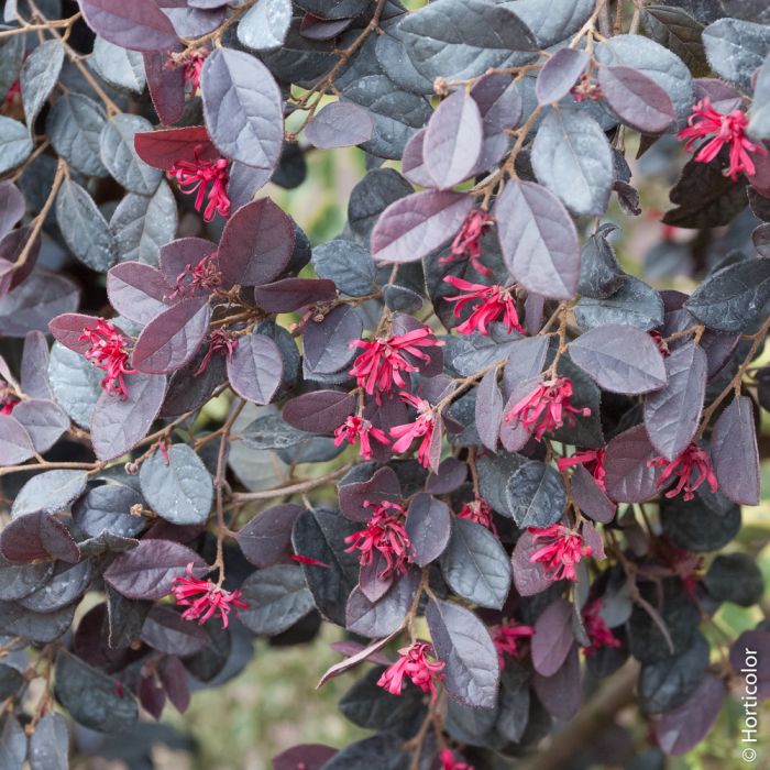 Loropetalum chinense 'Fire Dance', détail des fleurs et du feuillage