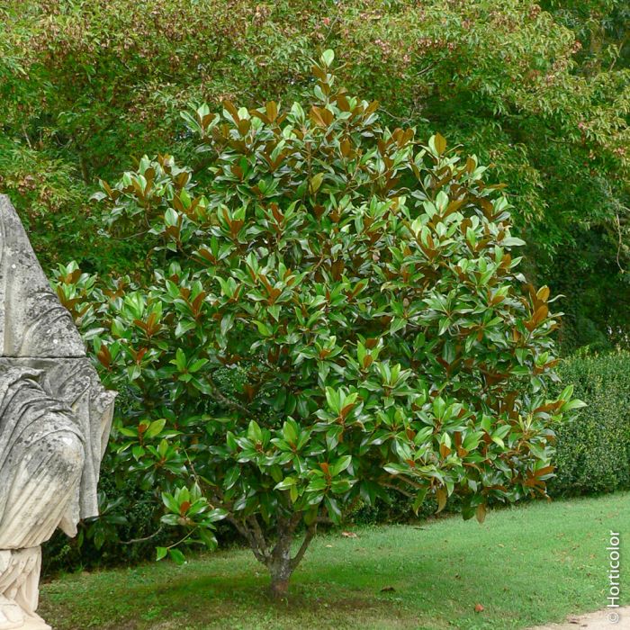 Magnolia grandifora en situation Meilland Richardier