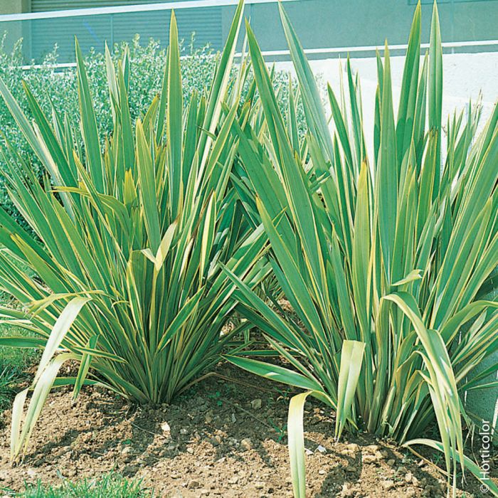 Phormium tenax 'Variegatum' en massif